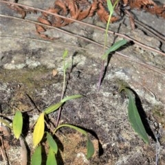 Rimacola elliptica (Green Rock Orchid) at suppressed - 23 Oct 2020 by plants