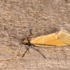 Philobota undescribed species near arabella at Melba, ACT - 21 Oct 2020