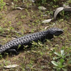 Tiliqua rugosa (Shingleback Lizard) at Mount Ainslie - 21 Oct 2020 by jb2602