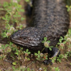 Tiliqua rugosa at Majura, ACT - 21 Oct 2020