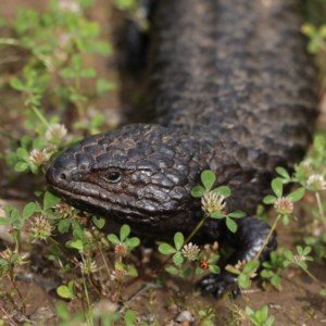 Tiliqua rugosa at Majura, ACT - 21 Oct 2020 03:34 PM