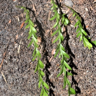 Tmesipteris truncata at Budderoo National Park - 23 Oct 2020 by plants