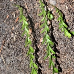 Tmesipteris truncata at Robertson, NSW - 23 Oct 2020 by plants
