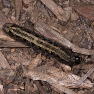 Proteuxoa (genus) at Melba, ACT - 21 Oct 2020