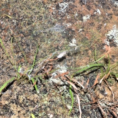 Schizaea rupestris at Robertson, NSW - 23 Oct 2020 by plants