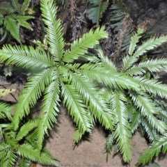 Sticherus flabellatus (Shiny Fan-fern, Umbrella Fern) at Budderoo National Park - 23 Oct 2020 by plants