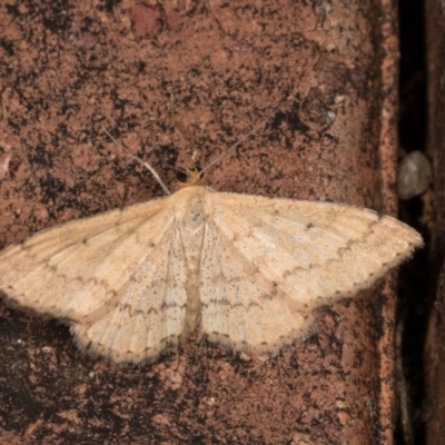 Scopula rubraria (Reddish Wave, Plantain Moth) at Melba, ACT - 21 Oct 2020 by kasiaaus