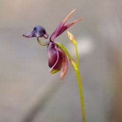 Caleana major (Large Duck Orchid) at Deua National Park (CNM area) - 23 Oct 2020 by trevsci