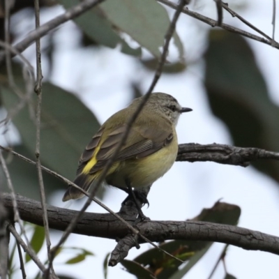 Acanthiza chrysorrhoa (Yellow-rumped Thornbill) at Majura, ACT - 21 Oct 2020 by jb2602