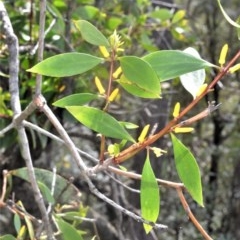 Persoonia levis (Broad-leaved Geebung) at Robertson, NSW - 23 Oct 2020 by plants