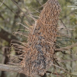 Banksia spinulosa var. cunninghamii at Robertson, NSW - 23 Oct 2020 11:05 PM