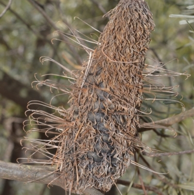 Banksia spinulosa var. cunninghamii (Hairpin Banksia) at Robertson, NSW - 23 Oct 2020 by plants