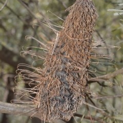 Banksia spinulosa var. cunninghamii (Hairpin Banksia) at Robertson, NSW - 23 Oct 2020 by plants