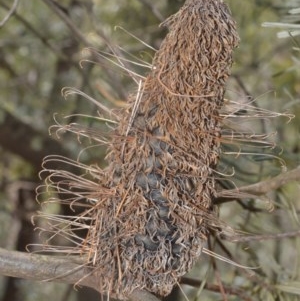 Banksia spinulosa var. cunninghamii at Robertson, NSW - 23 Oct 2020