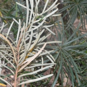 Banksia spinulosa var. cunninghamii at Robertson, NSW - 23 Oct 2020