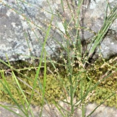 Amperea xiphoclada (Broom Spurge) at Robertson, NSW - 23 Oct 2020 by plants