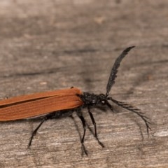 Porrostoma rhipidium (Long-nosed Lycid (Net-winged) beetle) at Melba, ACT - 21 Oct 2020 by kasiaaus