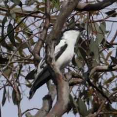 Lalage tricolor (White-winged Triller) at Mount Ainslie - 21 Oct 2020 by jb2602