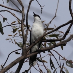 Lalage tricolor at Majura, ACT - 21 Oct 2020