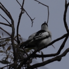 Lalage tricolor at Majura, ACT - 21 Oct 2020