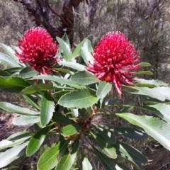 Telopea speciosissima (NSW Waratah) at Wingecarribee Local Government Area - 23 Oct 2020 by plants