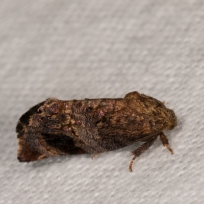 Peritropha oligodrachma (A twig moth) at Melba, ACT - 21 Oct 2020 by kasiaaus