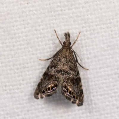 Glaucocharis dilatella (A Crambid moth) at Melba, ACT - 21 Oct 2020 by kasiaaus