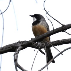 Pachycephala rufiventris (Rufous Whistler) at Majura, ACT - 21 Oct 2020 by jbromilow50