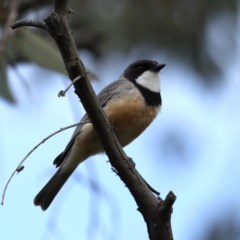 Pachycephala rufiventris at Majura, ACT - 21 Oct 2020