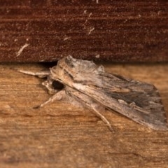 Persectania ewingii (Southern Armyworm) at Melba, ACT - 21 Oct 2020 by kasiaaus