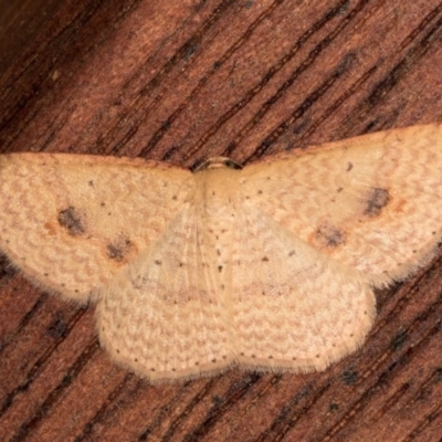 Epicyme rubropunctaria (Red-spotted Delicate) at Melba, ACT - 21 Oct 2020 by kasiaaus