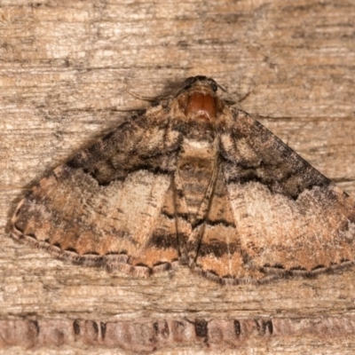 Aporoctena undescribed species (A Geometrid moth) at Melba, ACT - 21 Oct 2020 by kasiaaus