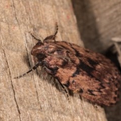 Araeopaschia undescribed spANIC19 (A Pyralid moth) at Melba, ACT - 21 Oct 2020 by kasiaaus