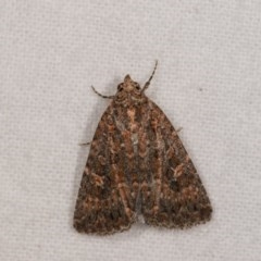 Hypoperigea tonsa (A Noctuid moth (Acronictinae) at Melba, ACT - 21 Oct 2020 by kasiaaus