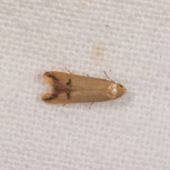 Tachystola hemisema (A Concealer moth) at Melba, ACT - 21 Oct 2020 by kasiaaus