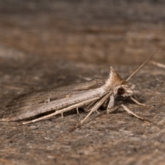 Lygephila fallax at Melba, ACT - 21 Oct 2020 11:08 PM