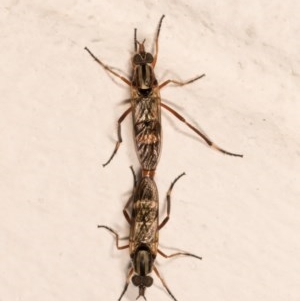 Ectinorhynchus sp. (genus) at Melba, ACT - 21 Oct 2020
