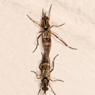 Ectinorhynchus sp. (genus) (A Stiletto Fly) at Melba, ACT - 21 Oct 2020 by kasiaaus