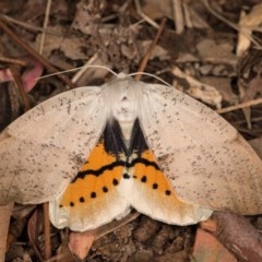 Gastrophora henricaria (Fallen-bark Looper, Beautiful Leaf Moth) at Melba, ACT - 22 Oct 2020 by kasiaaus