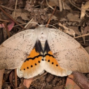 Gastrophora henricaria at Melba, ACT - 22 Oct 2020