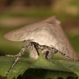 Gastrophora henricaria at Melba, ACT - 22 Oct 2020