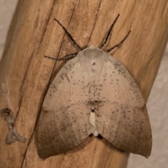 Gastrophora henricaria at Melba, ACT - 22 Oct 2020