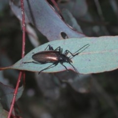 Homotrysis cisteloides at O'Connor, ACT - 21 Oct 2020 04:54 PM