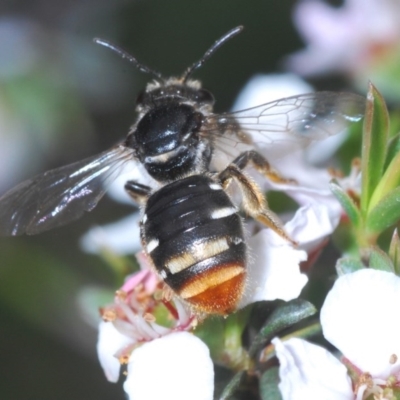 Lipotriches (Austronomia) ferricauda (Halictid bee) at Black Mountain - 21 Oct 2020 by Harrisi