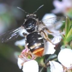 Lipotriches (Austronomia) ferricauda (Halictid bee) at O'Connor, ACT - 21 Oct 2020 by Harrisi