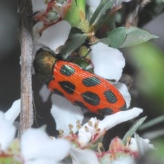 Castiarina octomaculata (A jewel beetle) at Holt, ACT - 23 Oct 2020 by Harrisi