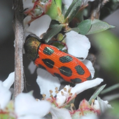 Castiarina octomaculata (A jewel beetle) at Aranda Bushland - 23 Oct 2020 by Harrisi