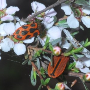 Castiarina octomaculata at Holt, ACT - 23 Oct 2020