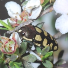 Castiarina decemmaculata (Ten-spot Jewel Beetle) at Aranda Bushland - 23 Oct 2020 by Harrisi