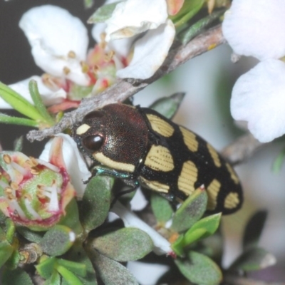 Castiarina decemmaculata (Ten-spot Jewel Beetle) at Aranda Bushland - 23 Oct 2020 by Harrisi